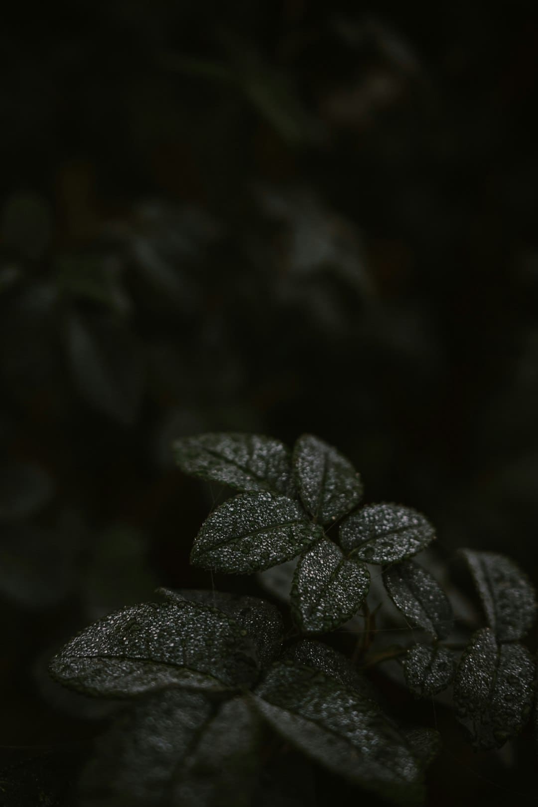 紧迫救援，AED显神通